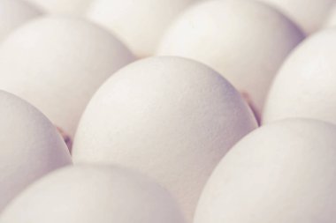 Beyaz tavuk yumurtası, arka plan, doku