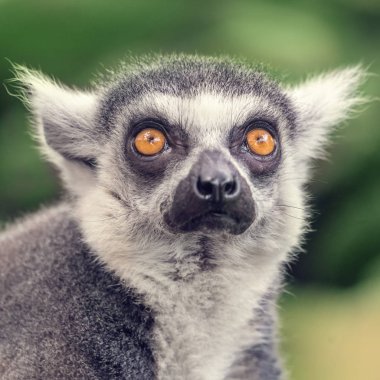 Lemur portre, yakın çekim