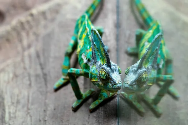 Green Chameleon Reflected Terrarium Glass — Stock Photo, Image