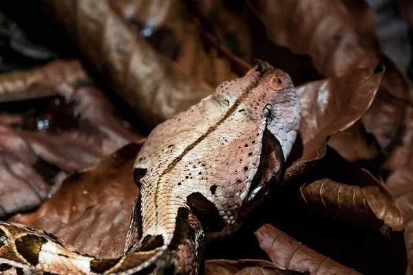 The head of a snake, close-up