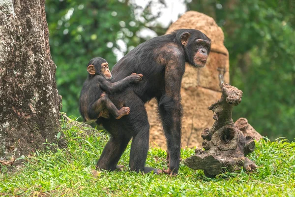 她背上有个婴儿的雌黑猩猩 — 图库照片