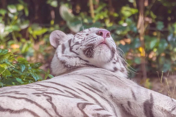 Descansando Tigre Branco Close — Fotografia de Stock