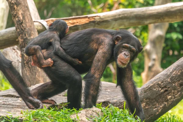 Chimpanzé Femelle Avec Bébé Sur Dos — Photo