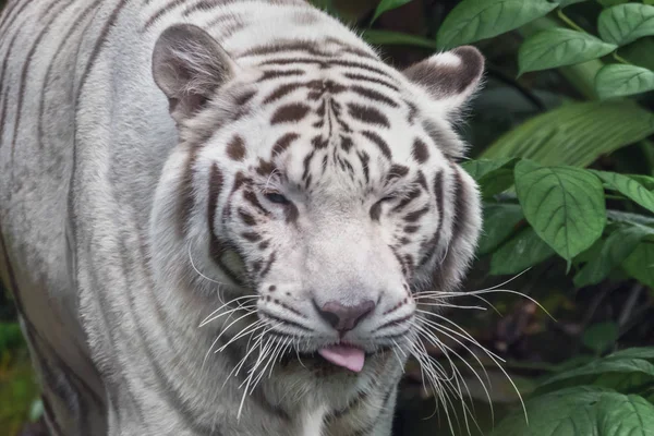 Tigre Blanco Bengala Caminando Por Hierba — Foto de Stock