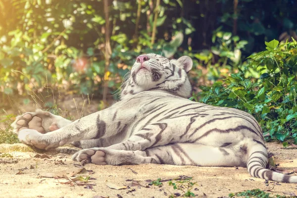 Tigre Branco Descansando Areia — Fotografia de Stock