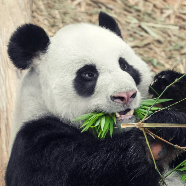 Panda Affamato Che Mangia Bambù Primo Piano — Foto Stock