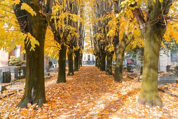 Empty Alley Autumn Park — Stock Photo, Image