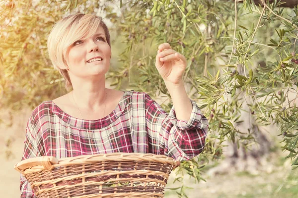 Piękna Młoda Blondynka Kratkę Sukienka Wiklinowy Kosz Słonecznym Ogrodzie — Zdjęcie stockowe