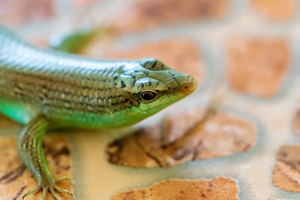 Green Lizard Close — Stock Photo, Image