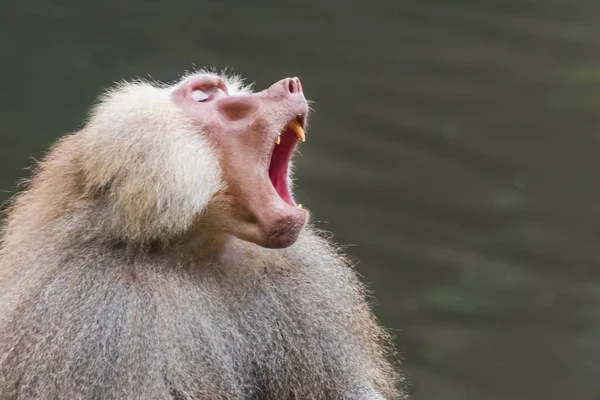 Monyet Yawning Hamadryad Papio Hamadryas Dekat Sungai — Stok Foto