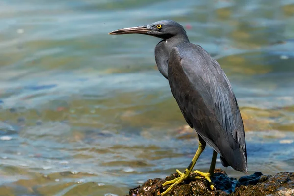 Grulla Negra Egretta Ardesiaca Sobre Piedra —  Fotos de Stock