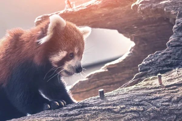 Roter Panda Auf Einem Baum Nahaufnahme — Stockfoto