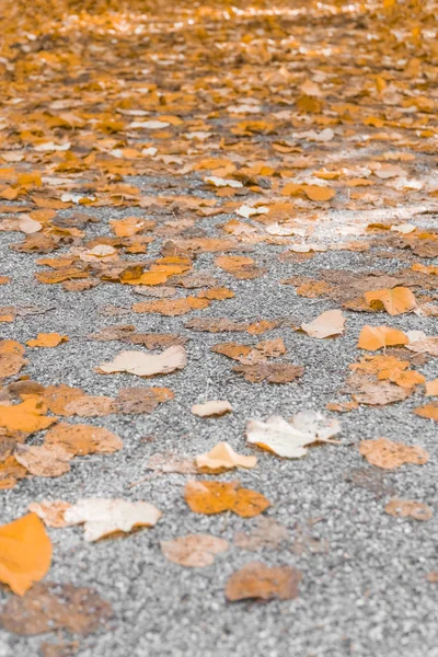 Podzimní Listí Asfaltu — Stock fotografie