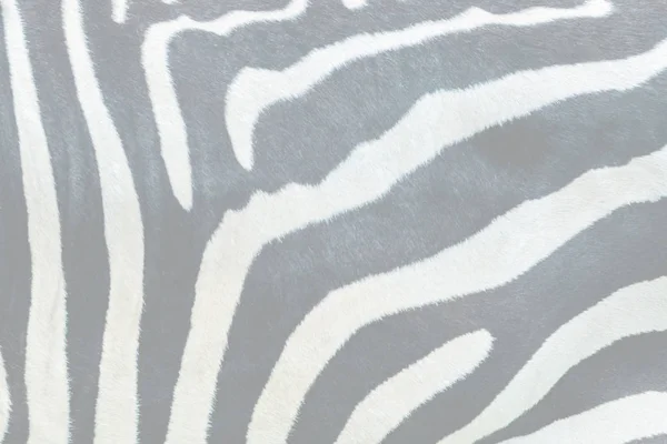 Fur zebra texture, background. Toned