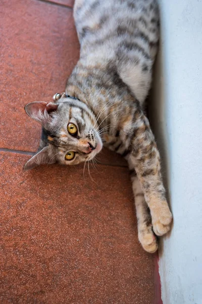 Gray Inhemska Lat Katt Liggande Kaklade Golvet Komfort Värme Hem — Stockfoto