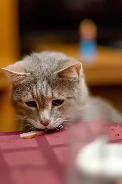 Gato Roba Comida Mesa Dieta Obesidad —  Fotos de Stock