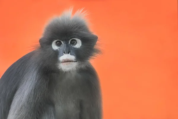 Gölgeli Yaprak Maymun Turuncu Bir Arka Plan Üzerinde Bozkır Langur — Stok fotoğraf