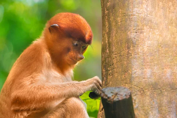 Barnet Snabel Monkey Nasalis Larvatus Porträtt Närbild — Stockfoto