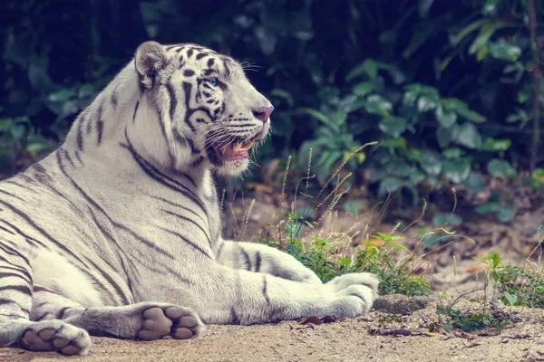 Tigre Branco Deitado Areia — Fotografia de Stock