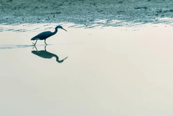 Черная Цапля Egretta Ardesiaca Воде — стоковое фото
