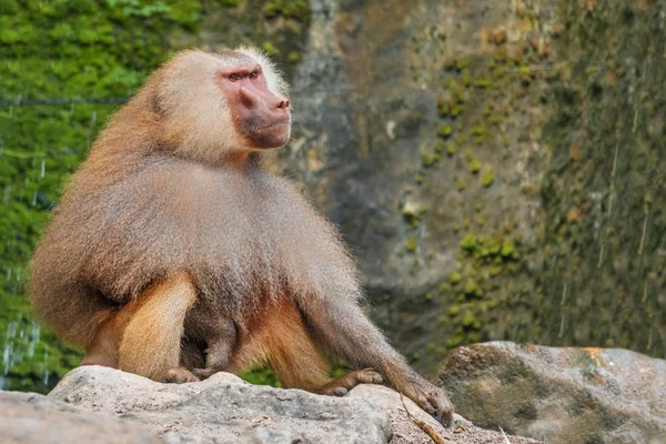 Hamadryad Monkey Papio Hamadryas Sitting Stone — Stock Photo, Image