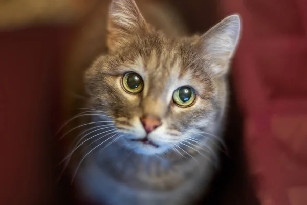 Grå Katt Med Gröna Ögon Närbild — Stockfoto