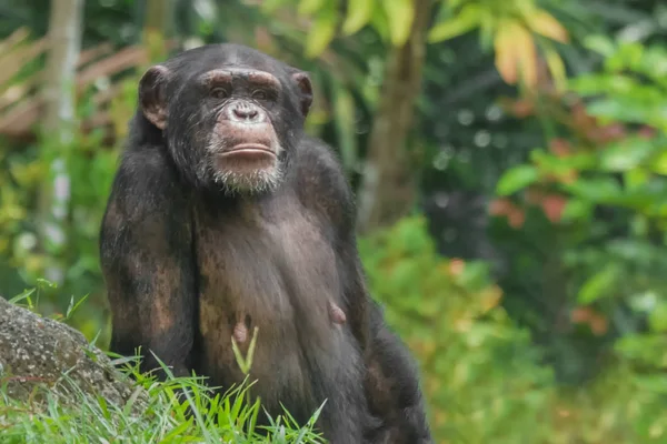 Retrato Mono Chimpancé Primer Plano —  Fotos de Stock