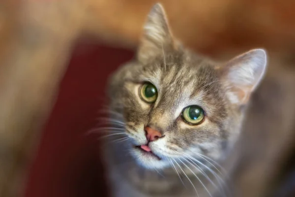 緑の目を持つ灰色猫クローズ アップ — ストック写真