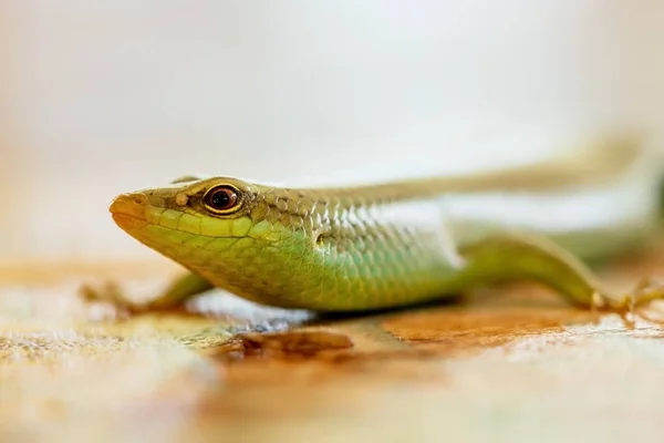 Green Lizard Close — Stock Photo, Image