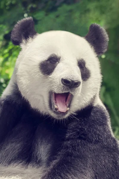 Jättepanda Närbild Porträtt — Stockfoto