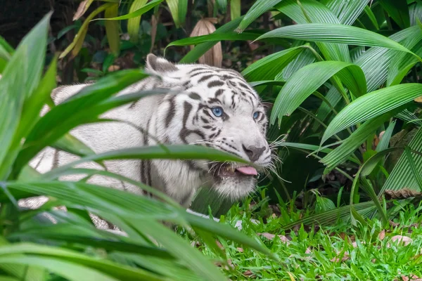 Tigre Branco Com Olhos Azuis Escondidos Atrás Folhagem — Fotografia de Stock