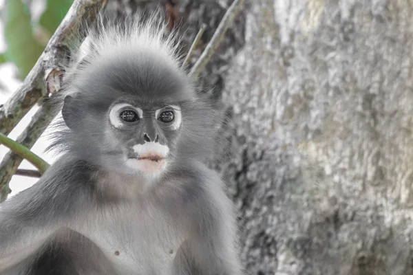 Gölgeli Yaprak Maymun Gözlüklü Langur Trachypithecus Burnu — Stok fotoğraf