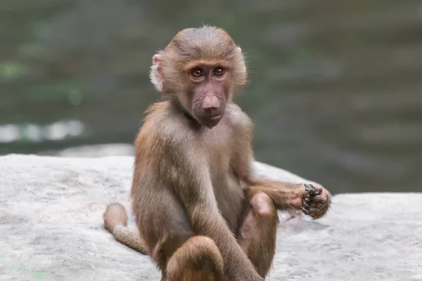 Bébé Bâillement Hamadryad Singe Papio Hamadryas — Photo