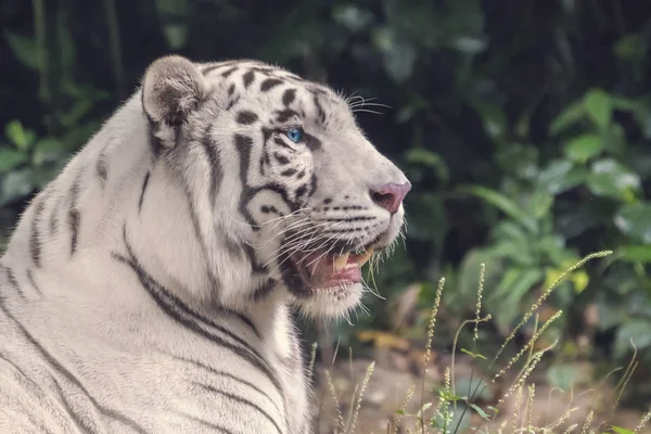 White Bengal Tiger with blue eyes close-up portrait