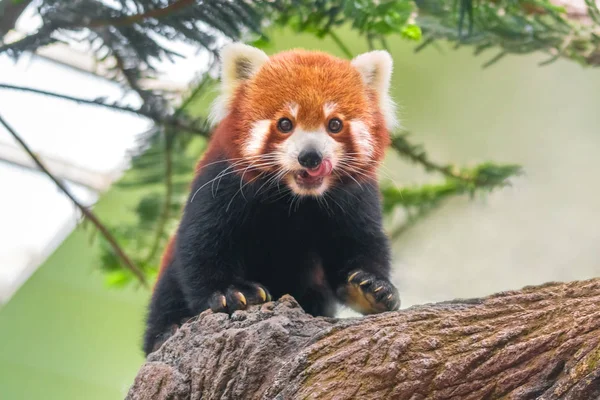 Κόκκινο Panda Bear Αναρρίχηση Δέντρο — Φωτογραφία Αρχείου