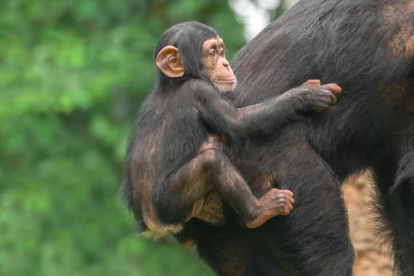 Una Chimpancé Hembra Con Bebé Espalda —  Fotos de Stock