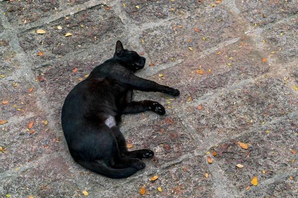 Svart Katt Som Sover Trottoaren — Stockfoto