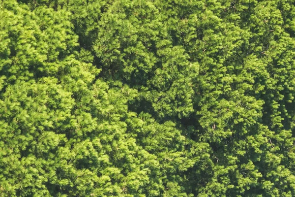 Foresta Conifere Larice Verde Sfondo Consistenza — Foto Stock