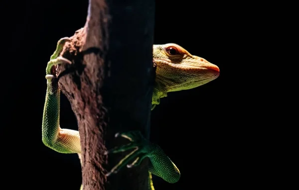 Bright Green Lizard Branch Terrarium — Stock Photo, Image