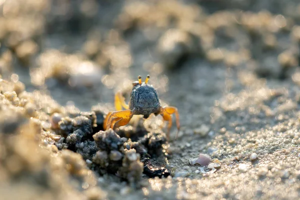 Kum Üzerinde Küçük Yengeç — Stok fotoğraf