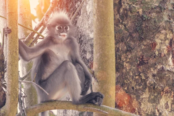 Tmavý List Opice Nebo Brýlatý Langur Trachypithecus Obscurus — Stock fotografie