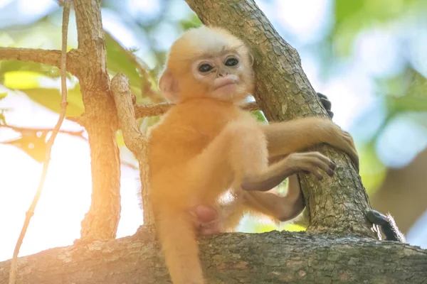 Macaco Folha Cremosa Recém Nascido Langur Espetacular Trachypithecus Obscurus — Fotografia de Stock