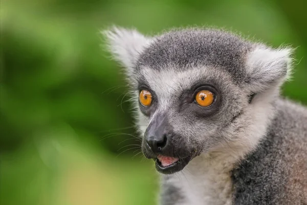 Lemur Portret Zbliżenie — Zdjęcie stockowe