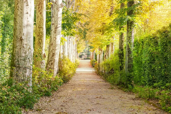 ถนนในสวนฤด — ภาพถ่ายสต็อก