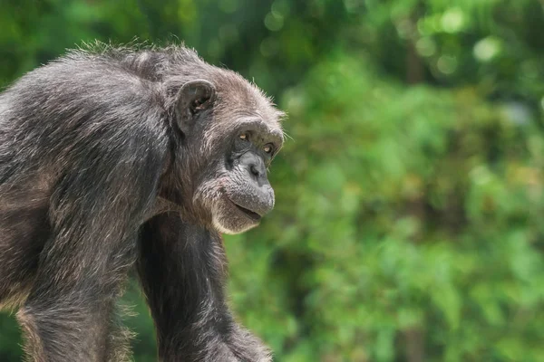 Retrato Mono Chimpancé Primer Plano —  Fotos de Stock