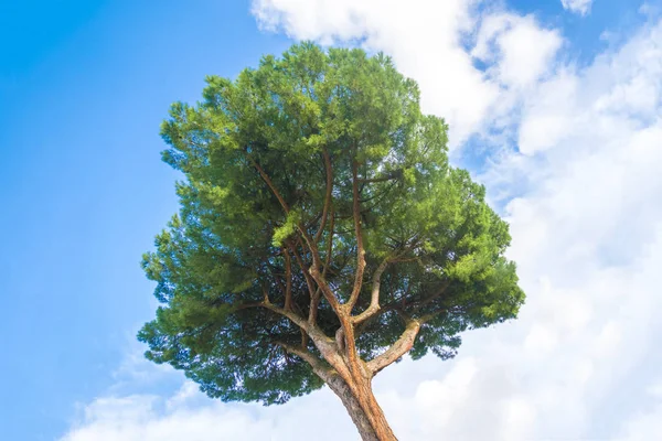 Albero Conifere Contro Cielo — Foto Stock