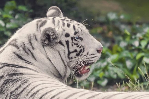 Tigre Bengala Branco Com Olhos Azuis Close Retrato — Fotografia de Stock