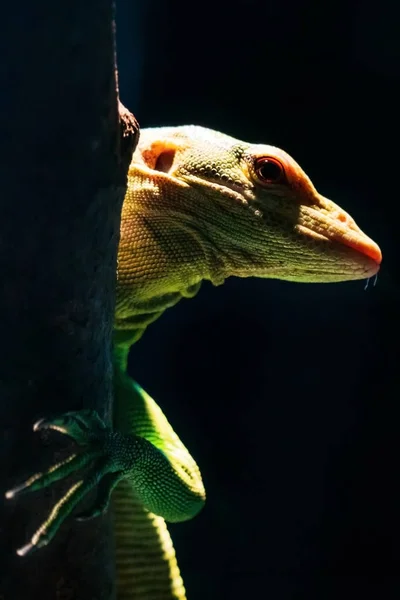 Bright Green Lizard Branch Terrarium — Stock Photo, Image