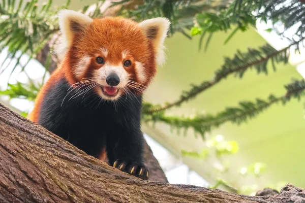 Nyugati Vörös Panda Ailurus Fulgens Fulgens Más Néven Nepáli Vörös — Stock Fotó