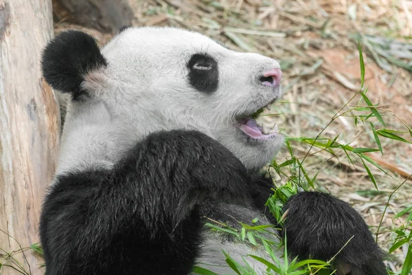 Niedlich Fressenden Panda Nahaufnahme — Stockfoto